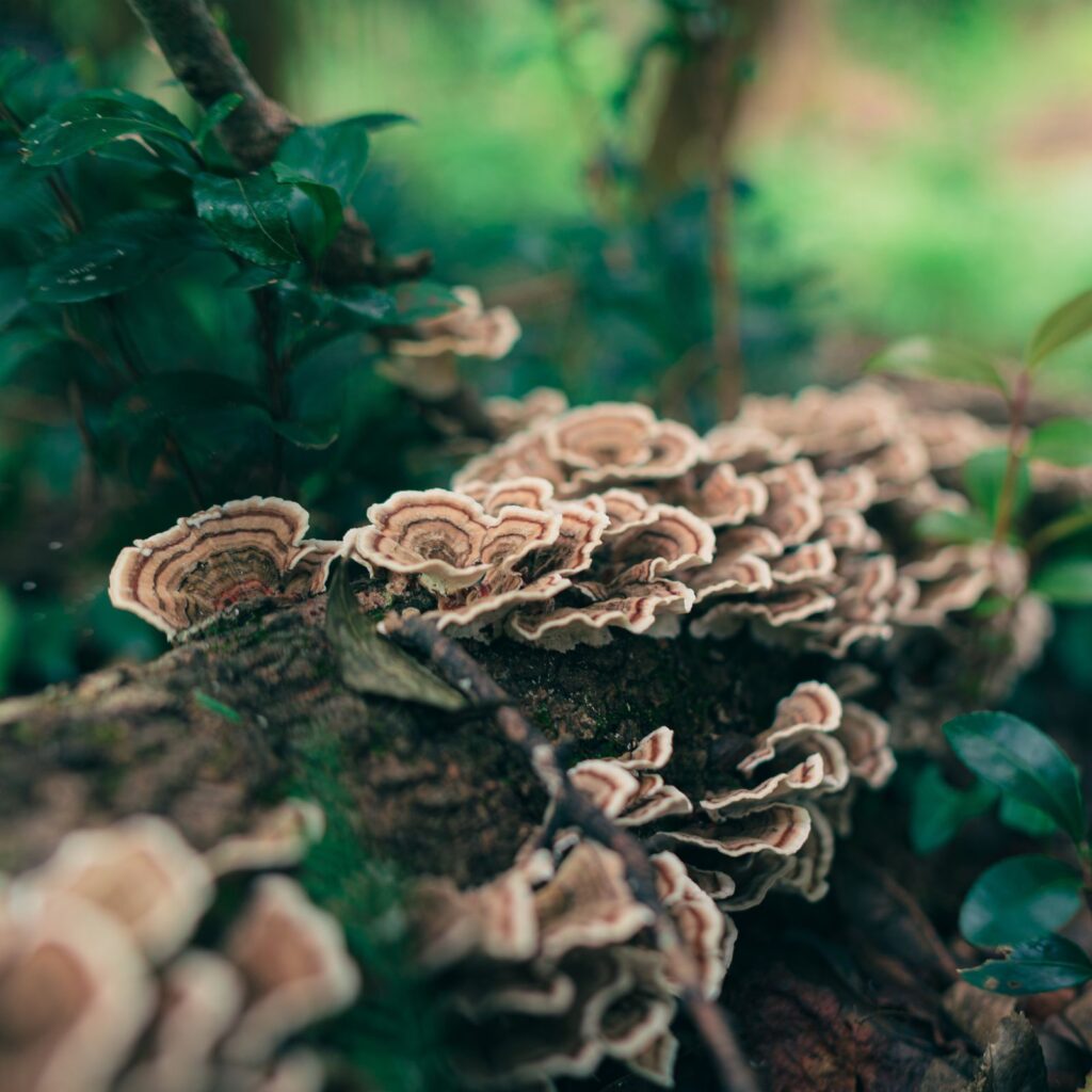 turkey tail mushroom